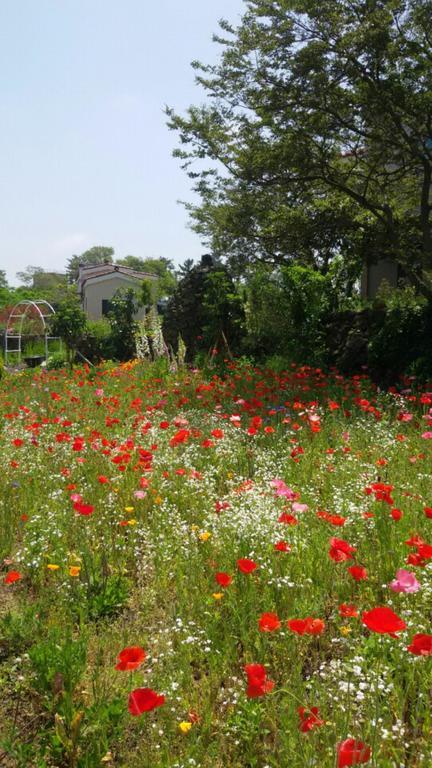 Baghdad House Villa Jeju Exterior foto