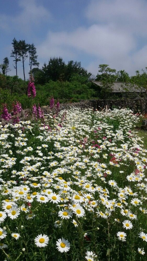 Baghdad House Villa Jeju Exterior foto